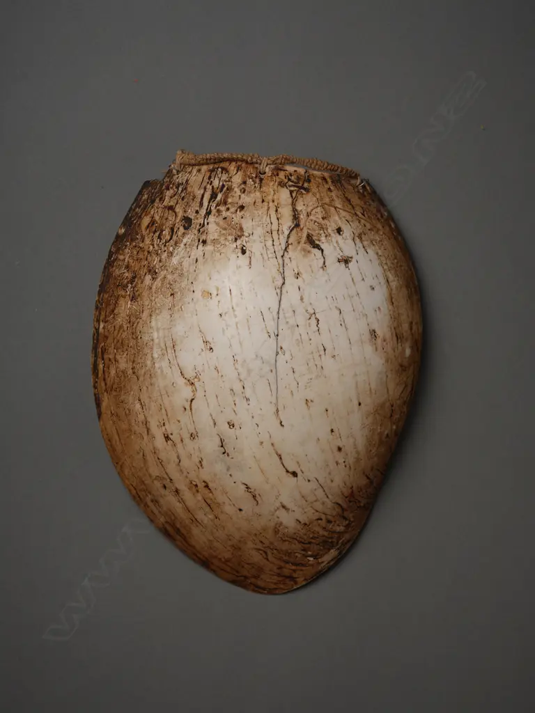 Papua New Guinea shell/fibre breastplate, Image 1++